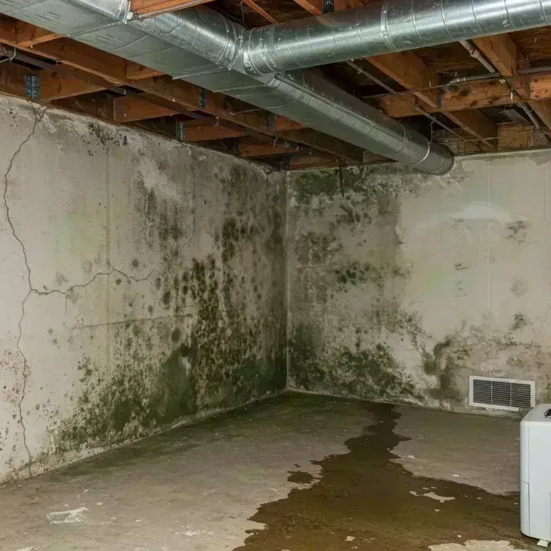 Professional Mold Removal in El Lago, TX